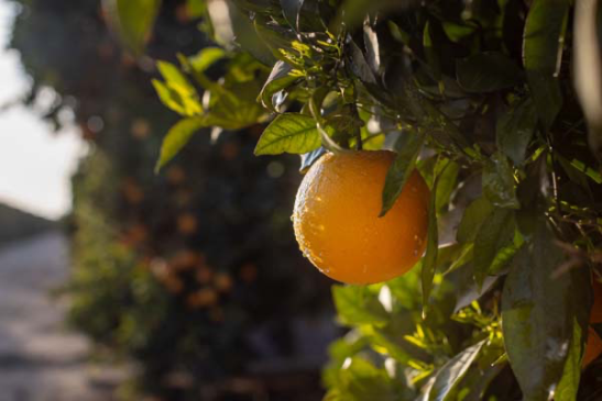 An orange on an orange tree.